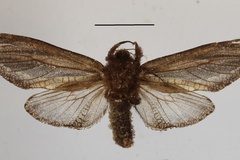 Tarsozeuzera livingstoni