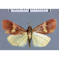 /filer/webapps/moths/media/images/M/munroealis_Noorda_AT_MNHN.jpg