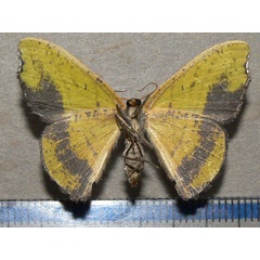 /filer/webapps/moths/media/images/S/subfulva_Hypocoela_A_Goff_03.jpg