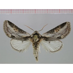 /filer/webapps/moths/media/images/K/khomasana_Thiacides_PT_ZMHB.jpg