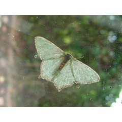 /filer/webapps/moths/media/images/I/interalbicans_Antharmostes_A_Guyonnet.JPG