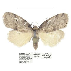 /filer/webapps/moths/media/images/M/maputo_Spatulosia_HT_ANHRT.jpg