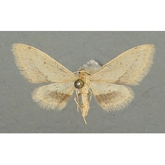 /filer/webapps/moths/media/images/A/associata_Idaea_AF_TMSA.jpg
