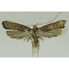 /filer/webapps/moths/media/images/M/maruana_Lecithocera_HT_SDEI.jpg