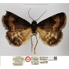 /filer/webapps/moths/media/images/D/dyscapna_Eublemma_HT_NHMUK.jpg