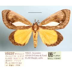 /filer/webapps/moths/media/images/M/marshalli_Paratuerta_A_MGCLa_01.JPG