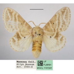 /filer/webapps/moths/media/images/M/magna_Eucraera_AF_MGCLa_01.JPG