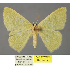 /filer/webapps/moths/media/images/A/annobonica_Chlorissa_PT_ZSM_01.jpg