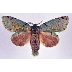 /filer/webapps/moths/media/images/B/barnesi_Diopeithes_AM_NHMO.jpg