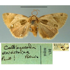 /filer/webapps/moths/media/images/V/viriditrina_Callhyccoda_PT_MSNM.jpg