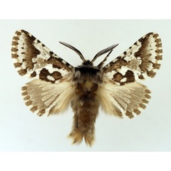 /filer/webapps/moths/media/images/A/albitorquata_Arbelodes_AM_TMSA_01.jpg