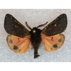 /filer/webapps/moths/media/images/S/salmo_Pseudophragmatobia_AM_Stroehle_02.jpg