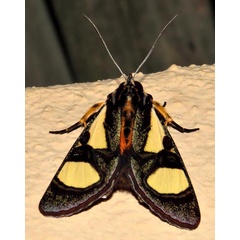 /filer/webapps/moths/media/images/T/trimenii_Agoma_A_Braun_19.jpg