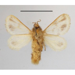 /filer/webapps/moths/media/images/S/syngrapha_Parapluda_A_MGCLb_01.JPG