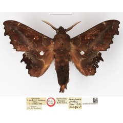/filer/webapps/moths/media/images/J/jordani_Mimopacha_HT_NHMUK.jpg