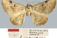 Acantholipes germainae