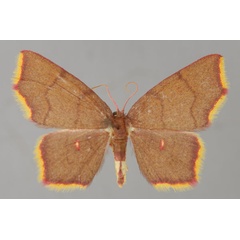 /filer/webapps/moths/media/images/Z/zombensis_Chrysocraspeda_A_ZSM_01.jpg