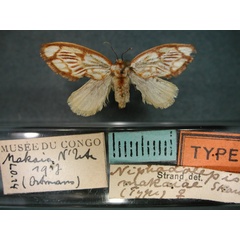 /filer/webapps/moths/media/images/M/makaiae_Niphadolepis_HT_RMCA_01.jpg