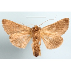 /filer/webapps/moths/media/images/F/fletcheri_Plusiotricha_A_MGCLb_01.JPG