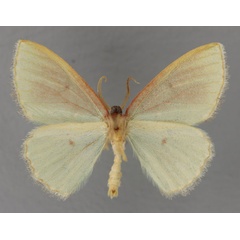 /filer/webapps/moths/media/images/S/stellicincta_Archichlora_HT_ZSM_02.jpg