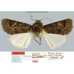 /filer/webapps/moths/media/images/B/berhanoui_Matopo_HT_MNHN.jpg