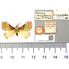 /filer/webapps/moths/media/images/M/mesochloris_Parasa_HT_BMNH.jpg