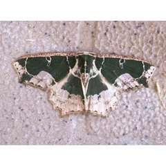 /filer/webapps/moths/media/images/D/devoluta_Archichlora_A_Nicholson-Roberts.jpg