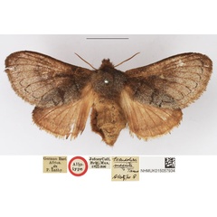 /filer/webapps/moths/media/images/M/megista_Pseudolyra_AT_NHMUK.jpg