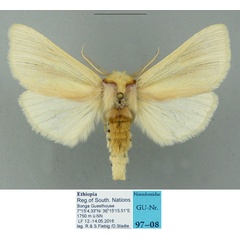 /filer/webapps/moths/media/images/N/nigristriga_Antheua_AM_Schintlmeister.jpg