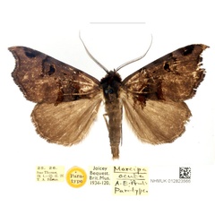 /filer/webapps/moths/media/images/A/acuta_Marcipa_PTM_BMNH_6ke9tab.jpg