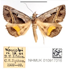 /filer/webapps/moths/media/images/C/circumdata_Acantholipes_AF_BMNH_02_WO1ULRI.jpg