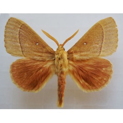 /filer/webapps/moths/media/images/G/grandis_Lasiocampa_AM_Stroehle_02.jpg