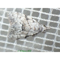 /filer/webapps/moths/media/images/G/guillermeti_Mecothrix_A_Bippus.jpg