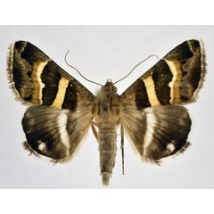 /filer/webapps/moths/media/images/S/stolida_Grammodes_A_NHMO.jpg