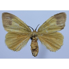 /filer/webapps/moths/media/images/E/epiclithra_Sychnacedes_AF_Efremenkoa.jpg