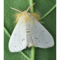 /filer/webapps/moths/media/images/S/sericaria_Euproctis_AM_Ihle_03.jpg