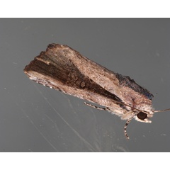/filer/webapps/moths/media/images/V/versicolora_Magusa_A_Roland_01.jpg