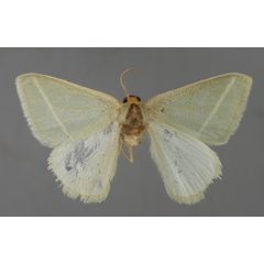 /filer/webapps/moths/media/images/X/xanthostephana_Mixocera_A_ZSM_01.jpg