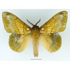 /filer/webapps/moths/media/images/N/nigrivenis_Lechriolepis_AM_Basquin_03.jpg