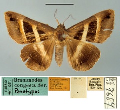 /filer/webapps/moths/media/images/C/congesta_Grammodes_PT_MSNM.jpg
