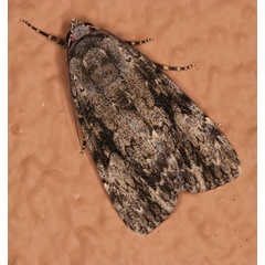 /filer/webapps/moths/media/images/F/fumata_Tachosa_A_Roland_01.jpg