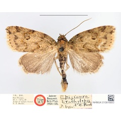 /filer/webapps/moths/media/images/T/trachylepis_Epigiaura_HT_NHMUK.jpg