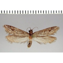 /filer/webapps/moths/media/images/P/petrosema_Prototheora_AM_ZMHB.jpg