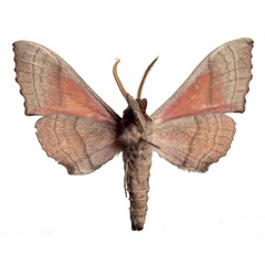 /filer/webapps/moths/media/images/M/melichari_Rufoclanis_HT_EMEMb.jpg