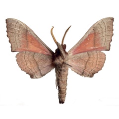 /filer/webapps/moths/media/images/M/melichari_Rufoclanis_HT_EMEMb.jpg