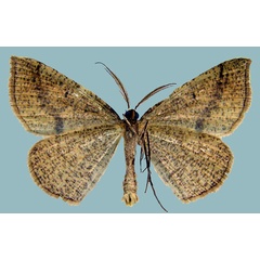 /filer/webapps/moths/media/images/I/inoffensa_Palaeaspilates_AM_ZSMb.jpg