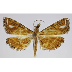 /filer/webapps/moths/media/images/A/albomaculalis_Pseudambia_A_Agassiz_02.jpg