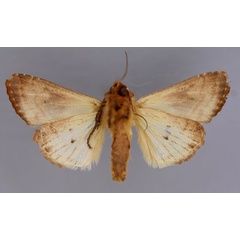 /filer/webapps/moths/media/images/C/cinisigna_Conservula_A_RMCA_02.jpg