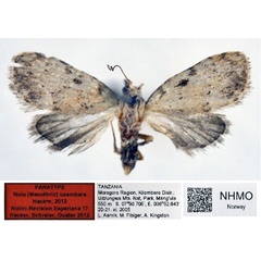 /filer/webapps/moths/media/images/U/usambara_Nola_PT_NHMO_01.jpg