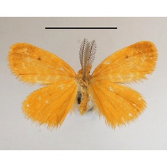 /filer/webapps/moths/media/images/F/fulvicolora_Leptaroa_A_MGCLb_01.JPG